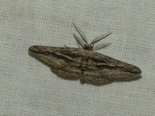 Ecleora solieraria
